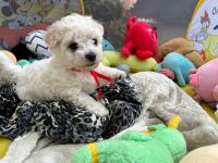 Łendy Vel Moli - 6 tygodni